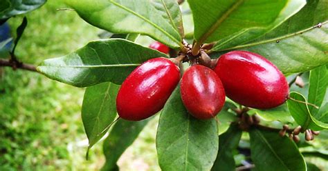 The Surprising Uses of the Miracle Berry Plant in Medicine and Nutrition